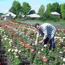 Саженцы роз почтой и самовывозом из Домодедодово, в Домодедове