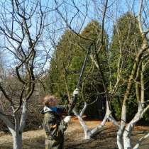Обрезка плодовых деревьев, в Сергиевом Посаде