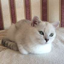 Британский клубный котенок серебристая шиншилла шоу класс, в Москве