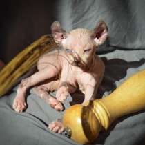 Elf girl ❤️ малышка эльф сфинкс, в Москве