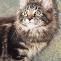 Мейн-Кун девочка Черный мрамор, в Санкт-Петербурге