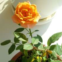 Роза миниатюрная комнатная, саженец, в Оренбурге
