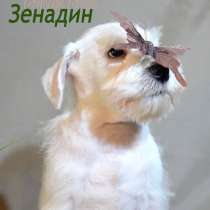 Цвергшнауцер - высокопородные щенки для Вас, в г.Минск
