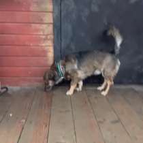 Маленький собачонок, совсем крошка на коротких лапках, в Санкт-Петербурге