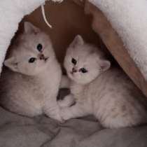 Британские котята, в г.Билефельд