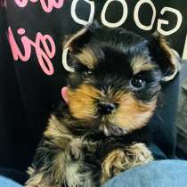 Йоркширский терьер, в Уссурийске