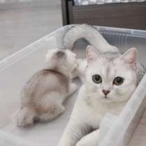 Котята шотландские вислоухие, в г.Гомель