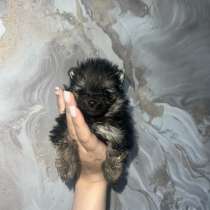 Щпиц мини, в Артеме