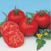 Продам семена томатов, в Сыктывкаре