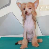 Китайская хохлатая собака щенок, в Москве