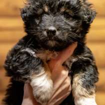 Щенок в добрые руки, в Москве