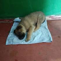 Прекрасная девочка в добрые руки, в г.Макеевка