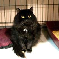 Кот с печальным прошлым Лизаветт, в Москве