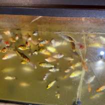 Рыба Карп Коя, в Ульяновске