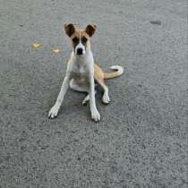 Отдам девочку бесплатно, в Ростове-на-Дону