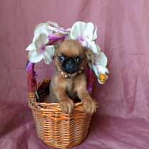 Девочка пти-брабансон, в Москве