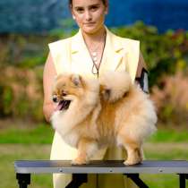 Pomeranian pappy, в г.Стамбул