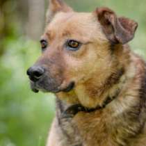 Отдам даром скромная собака Айда, в Санкт-Петербурге