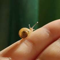 Улитки ахатин?, в Кунгуре