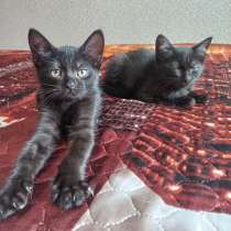 Котята в добрые руки, в Дмитрове