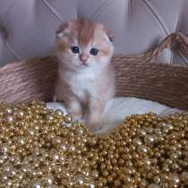 Шотландские котята золотая шиншилла, в Краснодаре