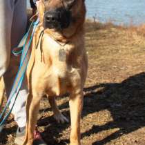 Метис риджбека Рекс в дар, в Москве