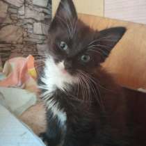 Ласковый котенок, девочка, 2 месяца, ищет дом, в г.Новополоцк