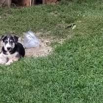 Щенята от хаски привиты и проглистованы имеются паспорта, в Москве