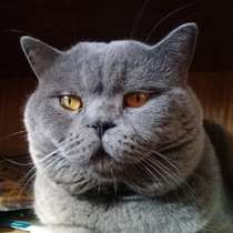 Вязка : Шотландский Красавец - кот с опытом, в Москве