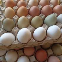 Продам домашние куриные яйца, в Комсомольске-на-Амуре