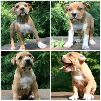 American staffordshire terrier females, в Москве