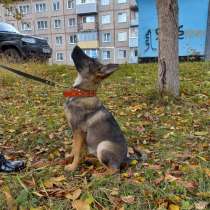 Собака в любящую семью, в Киселевске