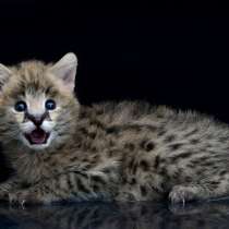 Продаем домашних сервалов, в Москве