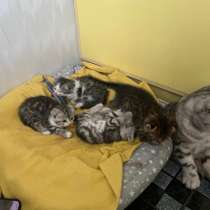 Котята веслаухие, в Йошкар-Оле