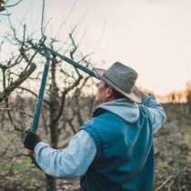 Требуется рабочий персонал на обрезку плодовых деревьев. Опы, в Ростове-на-Дону