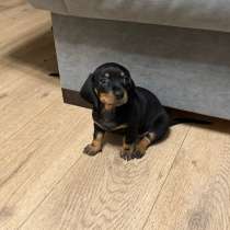 Щенки таксы, в Екатеринбурге