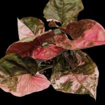 Сингониум клубничный лед гелакси, в Москве