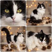 Кошка МАРЛЕН даром, в Москве