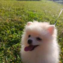 Выгул собак и кошек, в Казани