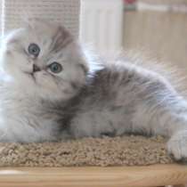 Ласковый котик от родителей с родословными, в Санкт-Петербурге