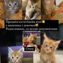 Продам котят Мейкуна, в Томске