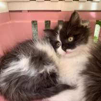 Пушистые сибирские котята Эйприл и Мэй в дар, в Москве