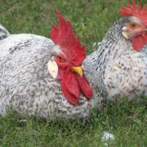 Цыплята породы Борковская Барвистая, в Железнодорожном