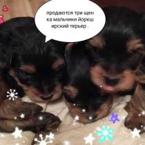 Продам щенков, в Ставрополе