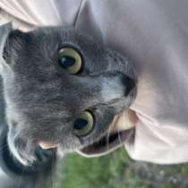 Котенок, в Оренбурге
