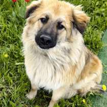 Пушистый пёс Джек ищет дом, в Москве