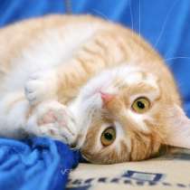 Отдам даром Молоденькие очаровательные кошечки в дар, в Москве