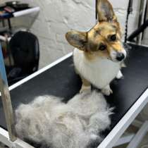 Экспресс -линька собак и кошек, в Челябинске