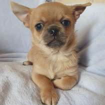 Чихуахуа. Солнечная рыжая девочка, в г.Франкфурт-на-Майне
