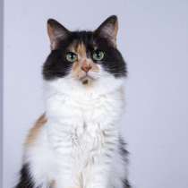 Пушистая трехцветная кошечка Циферка в дар, в Москве
